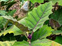 Große Blätter mit Adern und dunkelvioletten Früchten